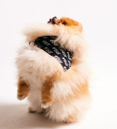 FOUR Pets Bandana Black