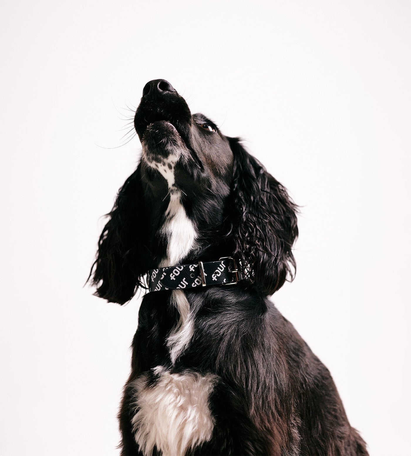 FOUR Pets Collar Black